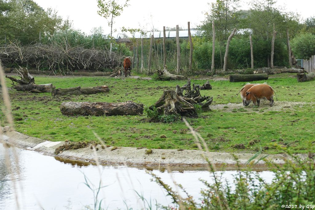 Pinselohrschwein (Rotes Flussschwein)