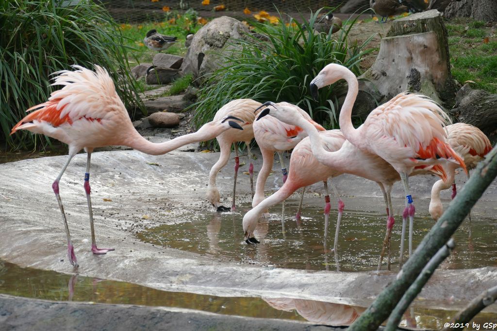 Chileflamingo (Chilenischer Flamingo)