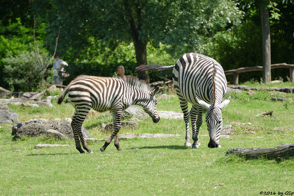 Böhm-Steppenzebra (Grantzebra), Jungtier HUBA geb,. am 28.05.16