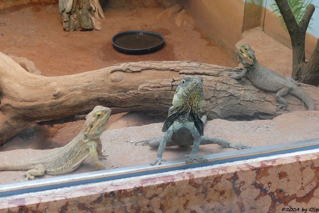 Bartagame (Westliche Bartagame, Streifenkopf-Bartagame), Kragenechse (Kragenagame)