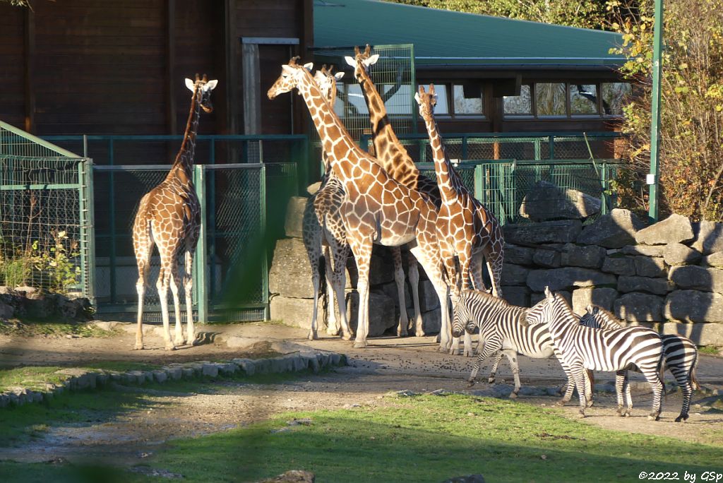 Rothschildgiraffe (Uganda-Giraffe, Baringo-Giraffe), Netzgiraffe, Netzgiraffe, Böhm-Steppenzebra (Grant-Zebra)