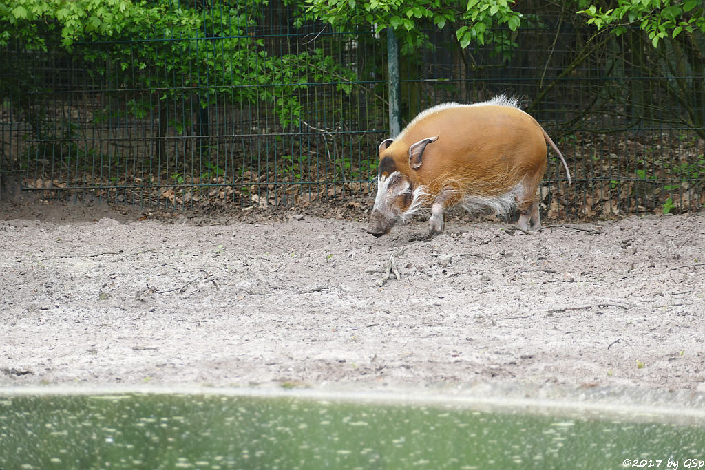 Pinselohrschwein (Rotes Flussschwein)