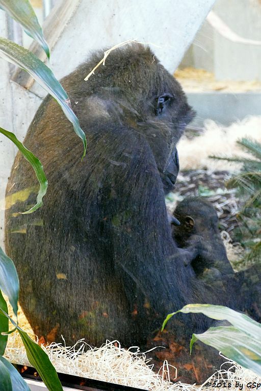 Flachlandgorilla TUANA mit Jungtier, geb. 11.1.18 (2 Wochen alt)