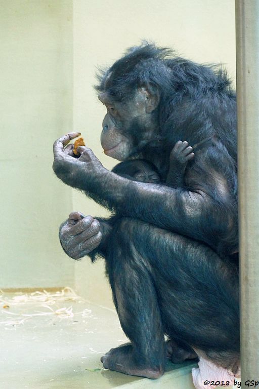 Bonobo (Zwergschimpanse)