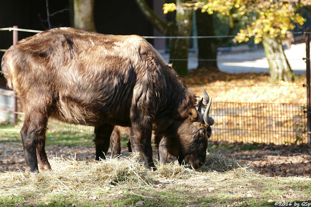 Mishmi-Takin