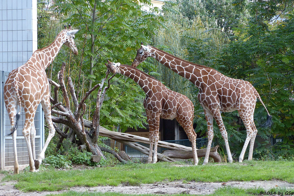 Netzgiraffe