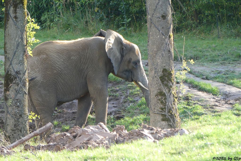 KARIBA