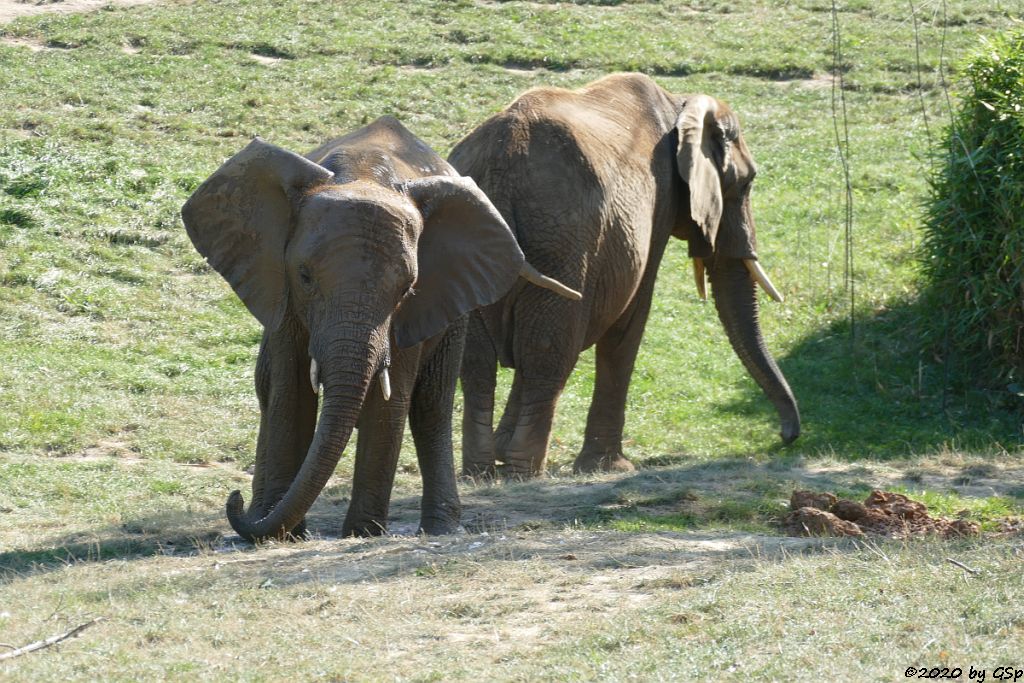 KARIBA, LILAK