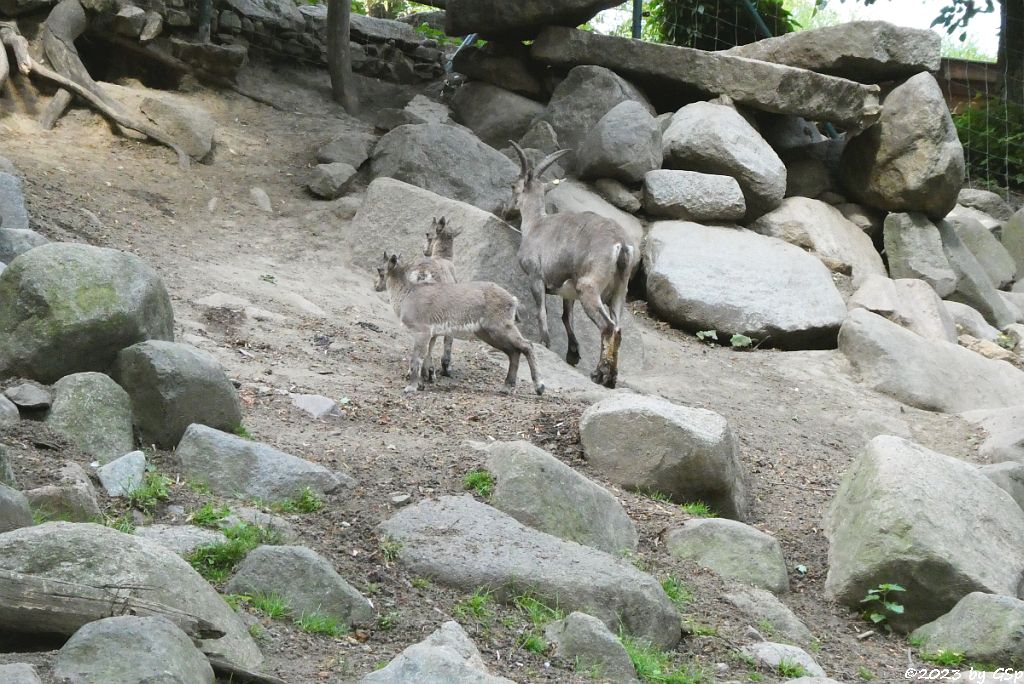 Alpensteinbock
