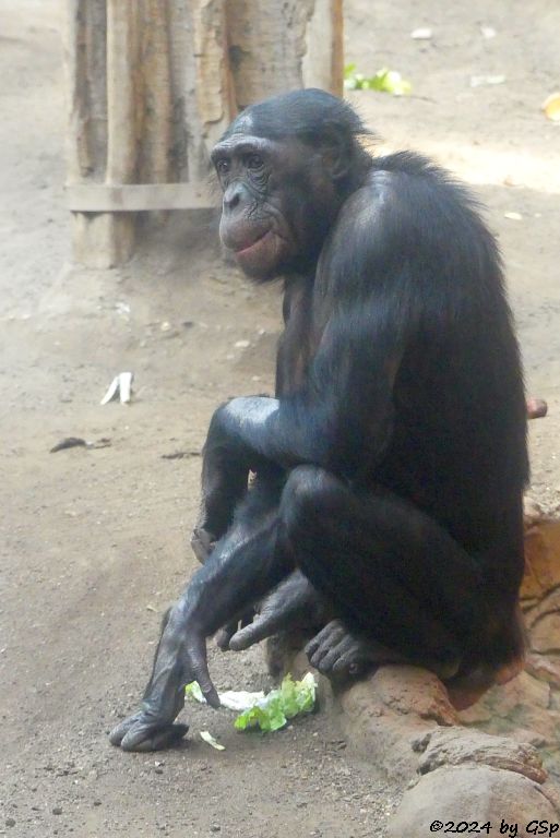 Bonobo (Zwergschimpanse)
