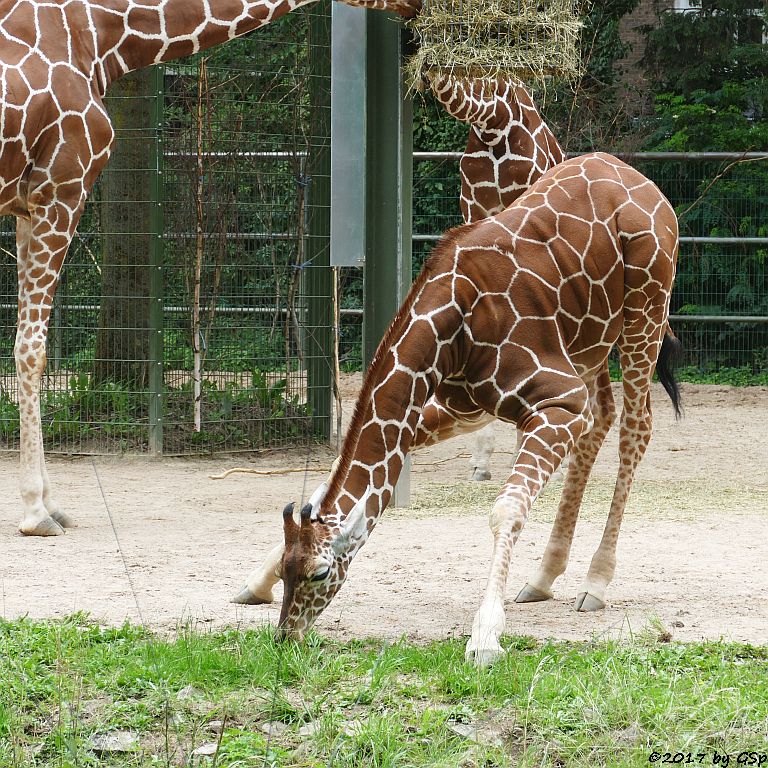 Netzgiraffe