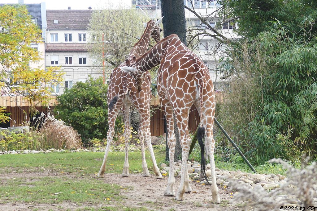 Netzgiraffe