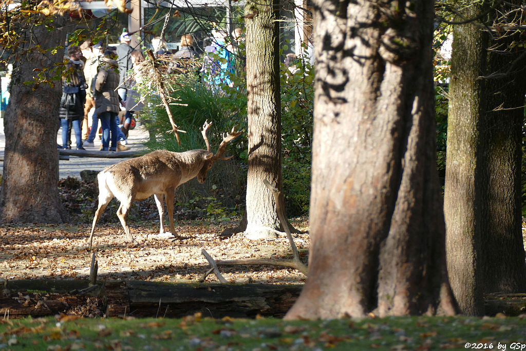 Mesopotamischer Damhirsch