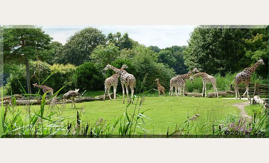 Rothschildgiraffe und Blauhalsstrauß 