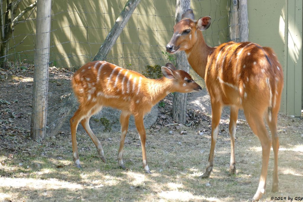 Westliche Sitatunga, Jungtier geb. 16.05.19