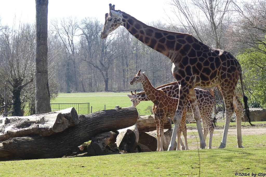 Rothschildgiraffe (Uganda-Giraffe, Baringo-Giraffe)
