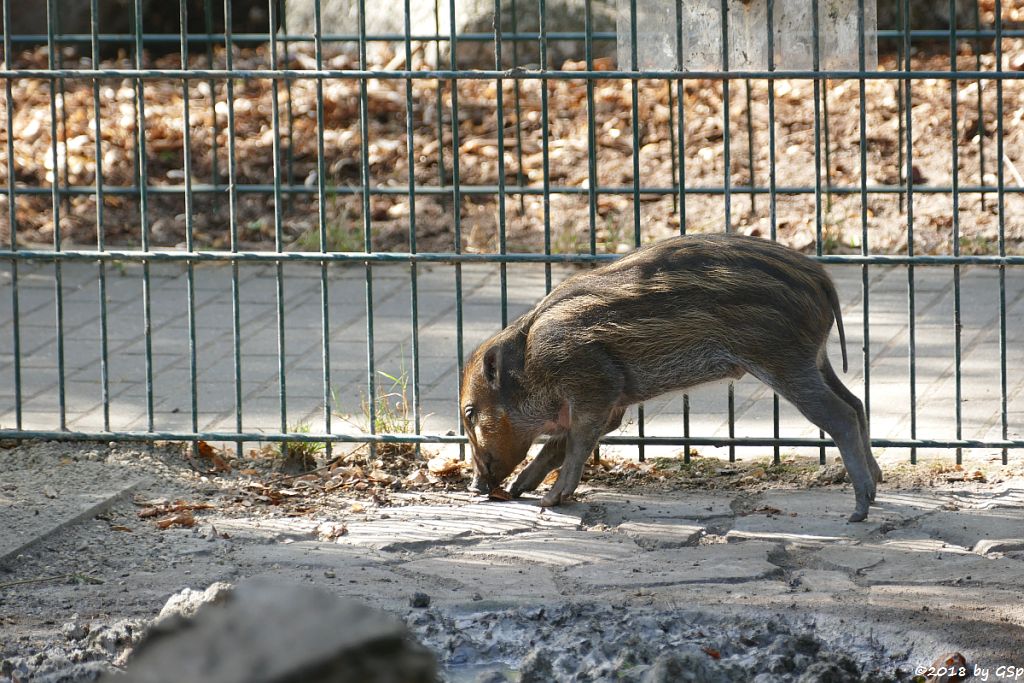 Negros-Pustelschwein (Visayas-Pustelschwein, Visayas Mähnenschwein), geb. 17.7.18