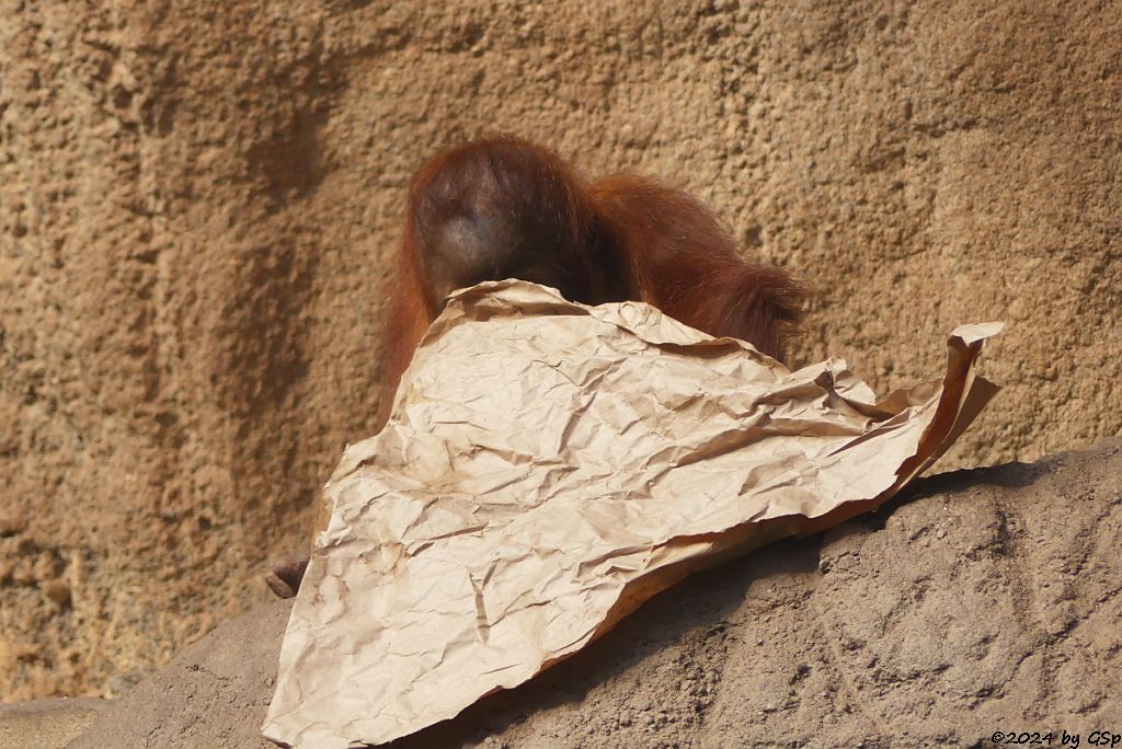 Sumatra-Orang-Utan