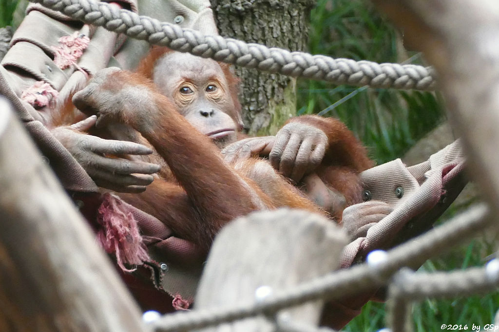 Sumatra-Orang-Utan