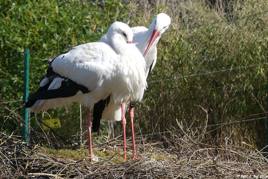 Europäischer Weißstorch