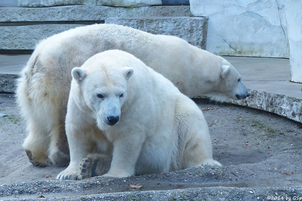 Eisbär