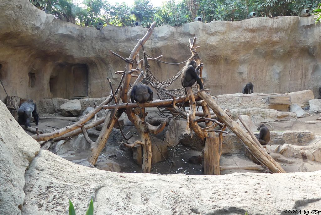 Westlicher Flachlandgorilla