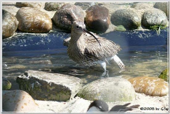 Großer Brachvogel