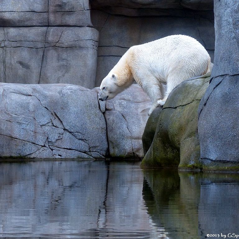 Eisbär