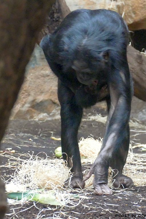 Bonobo (Zwergschimpanse)