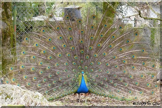 Blauer Pfau