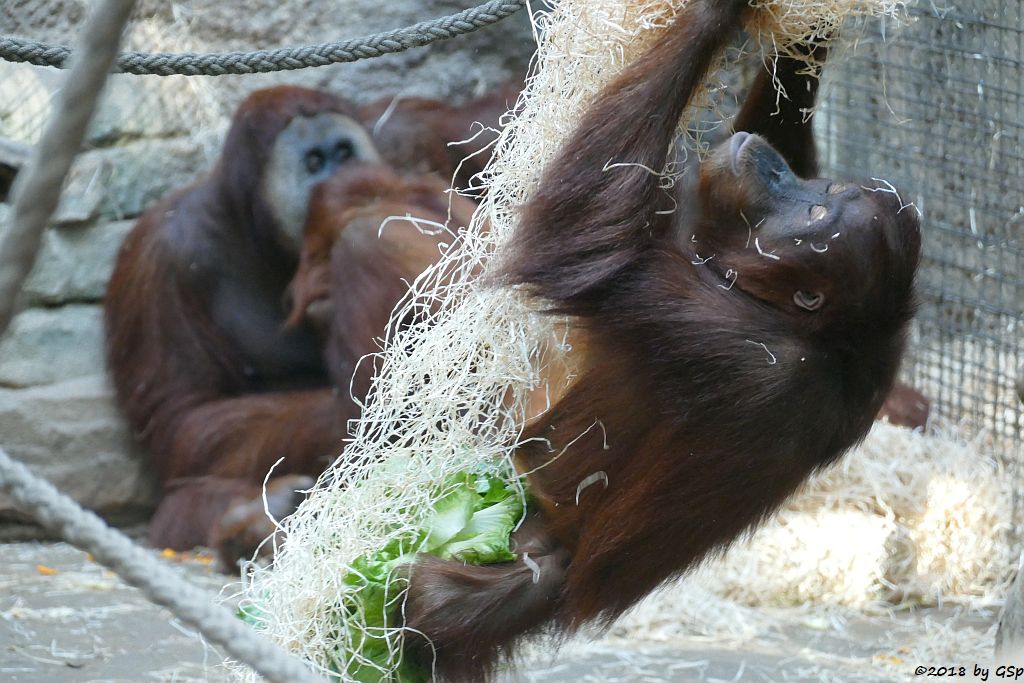 Sumatra-Orang-Utan KEMBALI, SAYANG, INDAH