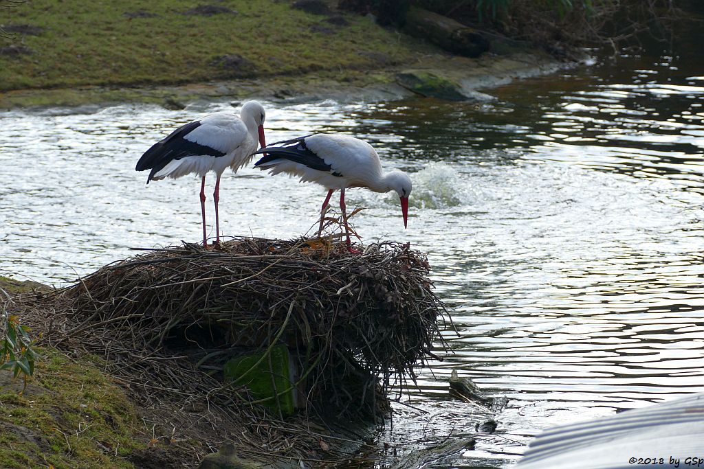 Weißstorch