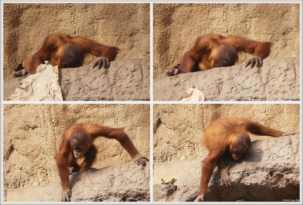 Sumatra-Orang-Utan