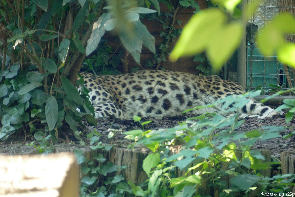 Persischer Leopard