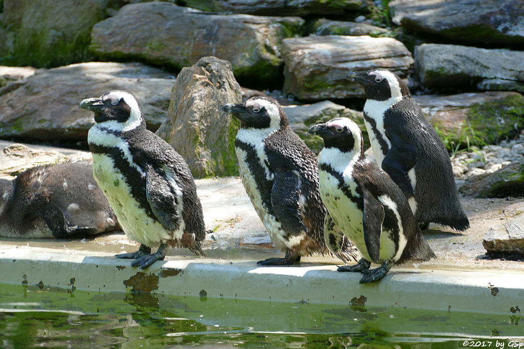 Brillenpinguin