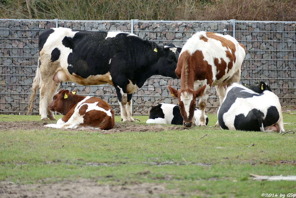 Schwarzbuntes Niederungsrind