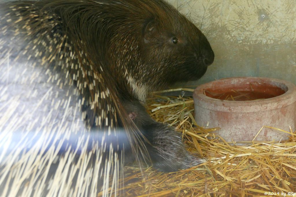 Weißschwanz-Stachelschwein (Indisches Stachelschwein), Jungtier 1 Tag alt