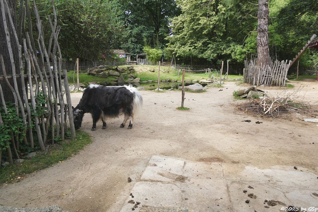 Hausyak