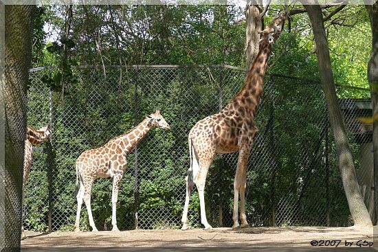 Rothschild-Giraffen