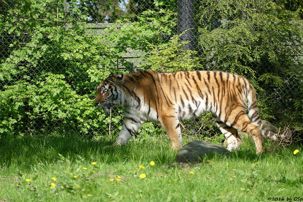 Sibirische Tigerin MARUSCHKA