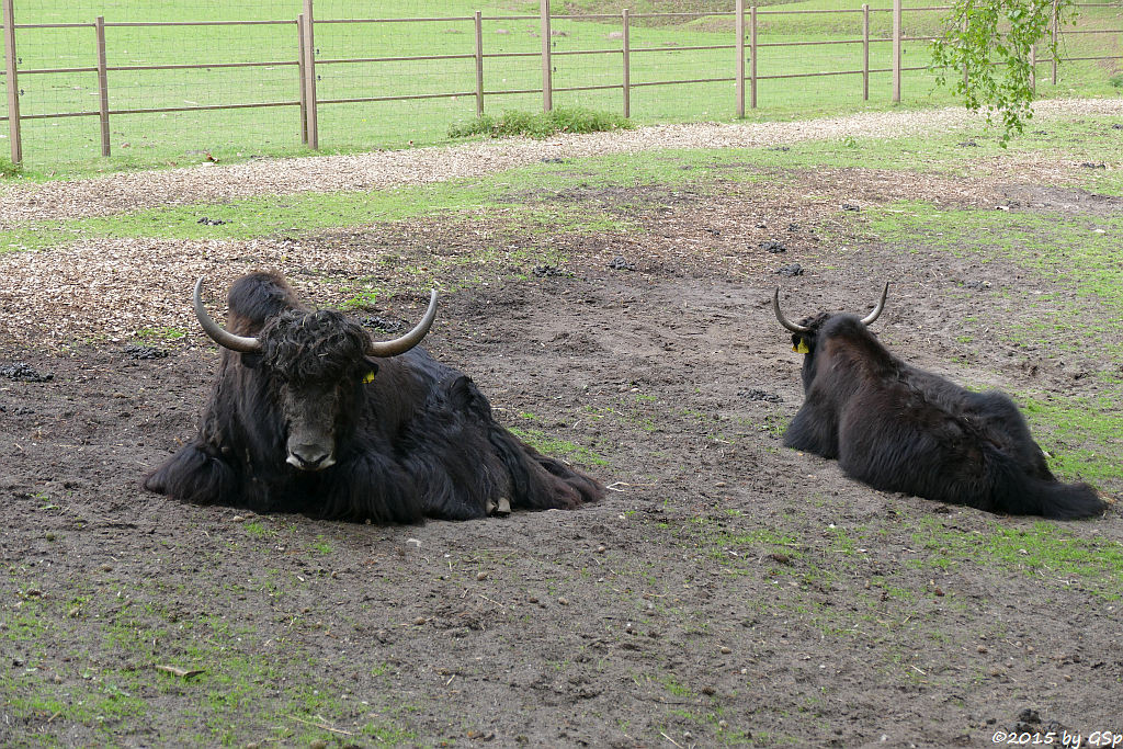 Yak