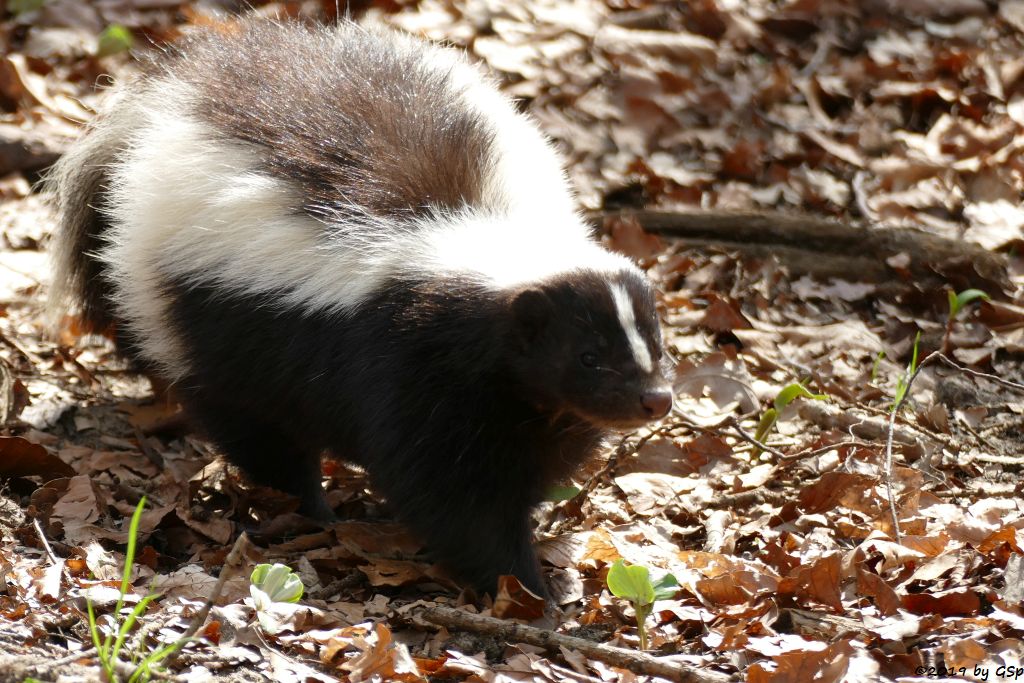 Streifenskunk (Streifen-Stinktier)