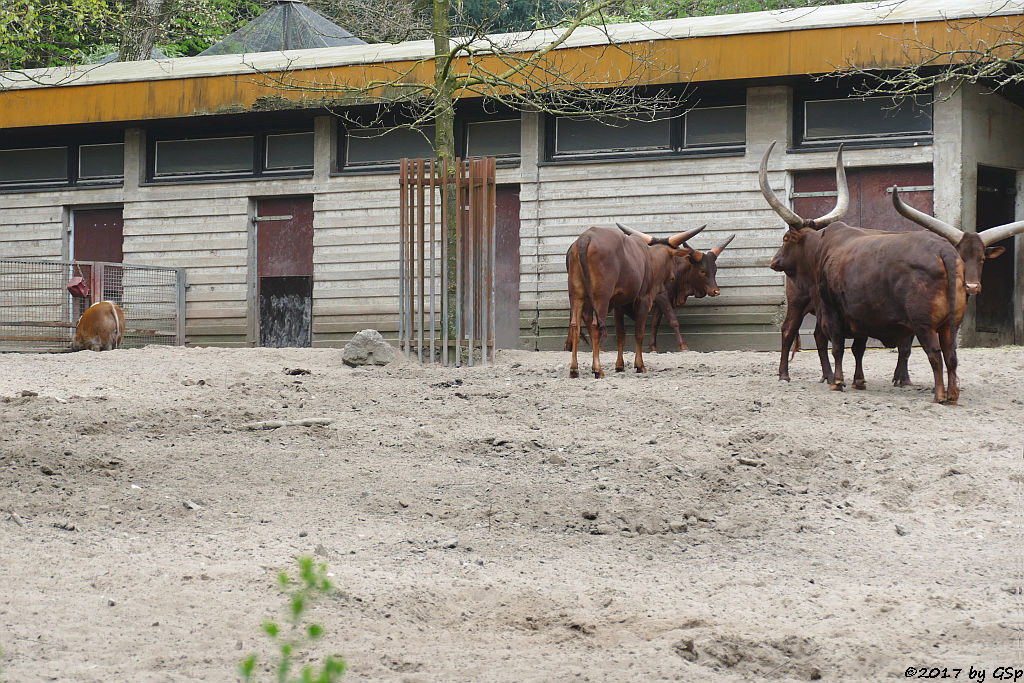 Pinselohrschwein, Watussi-Rind (Ankole)