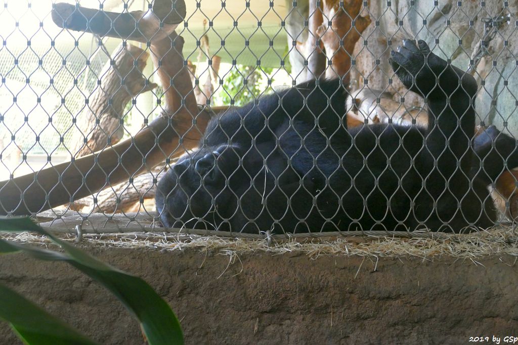 Westlicher Flachlandgorilla (Westlicher Gorilla)