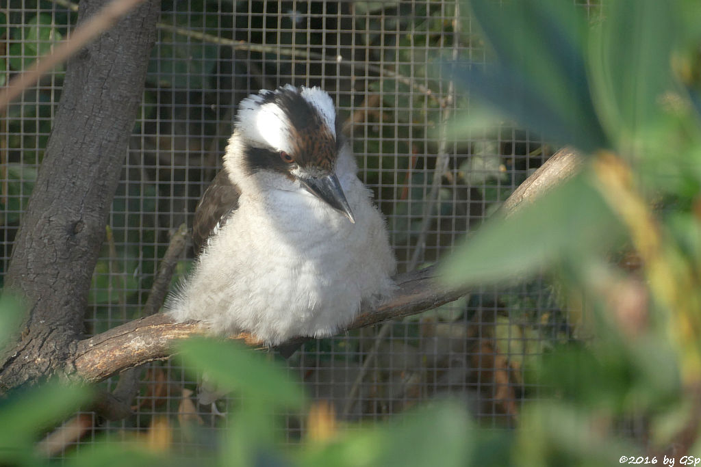 Jägerliest (Lachender Hans, Kookaburra)