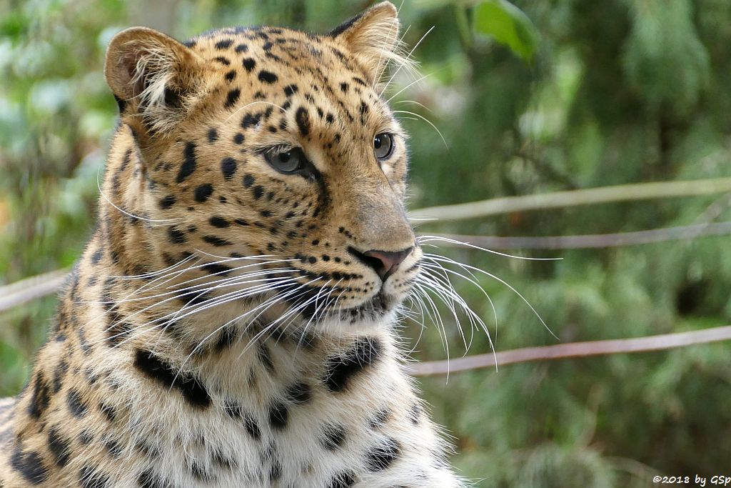 Amurleopard