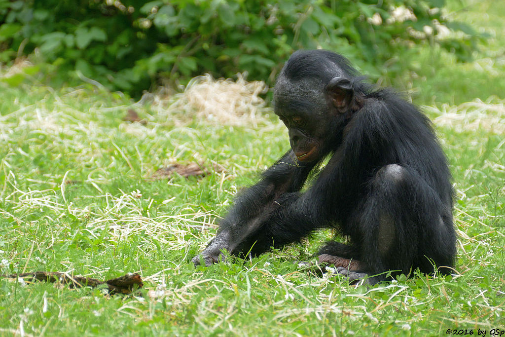 Bonobo