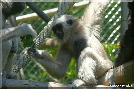 Kappengibbon