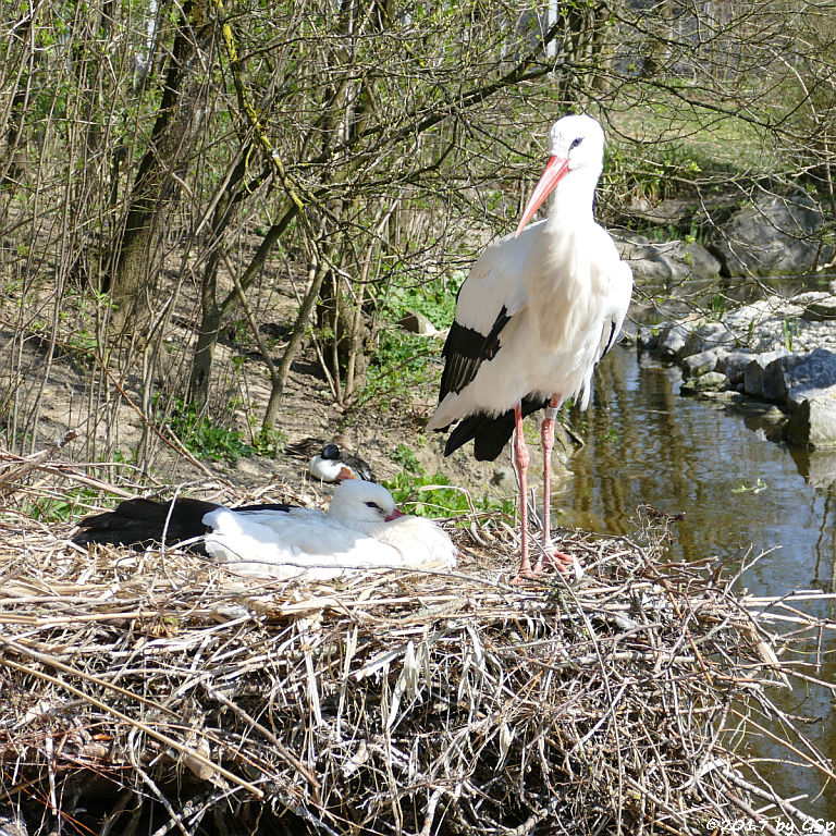 Weißstorch