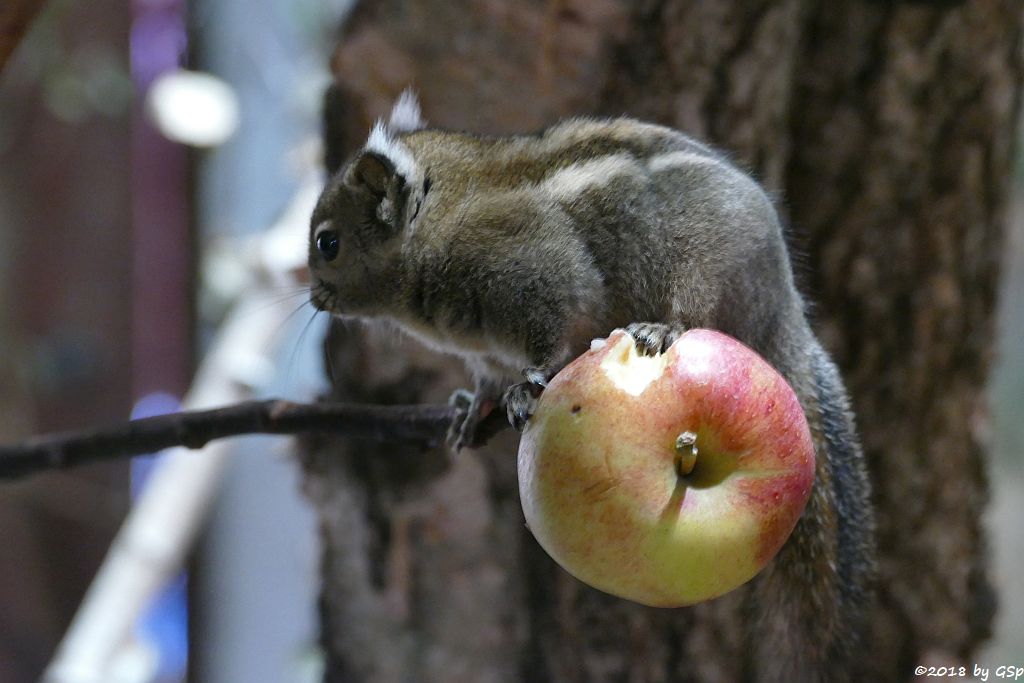 Chinesisches Zwergstreifenhörnchen (Chinesisches Baumhörnchen, Swinhoe-Zwergstreifenhörnchen)